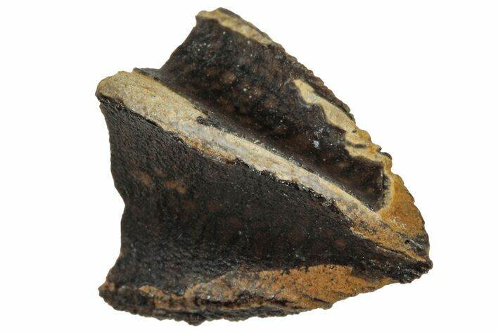 Unworn Fossil Dinosaur (Triceratops) Tooth Tip - Montana #319771
